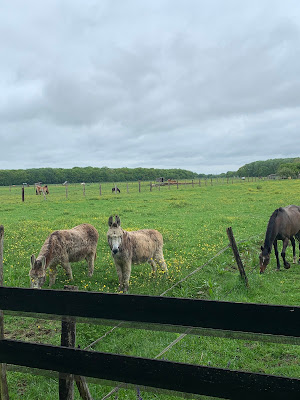 Ferme de la vue pension de chevaux à Féricy