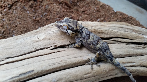 Pet Store «Plattsmouth Pets», reviews and photos, 430 Main St, Plattsmouth, NE 68048, USA