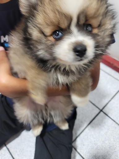 Shopping Mall «Oakland Mall», reviews and photos, 412 W 14 Mile Rd, Troy, MI 48083, USA