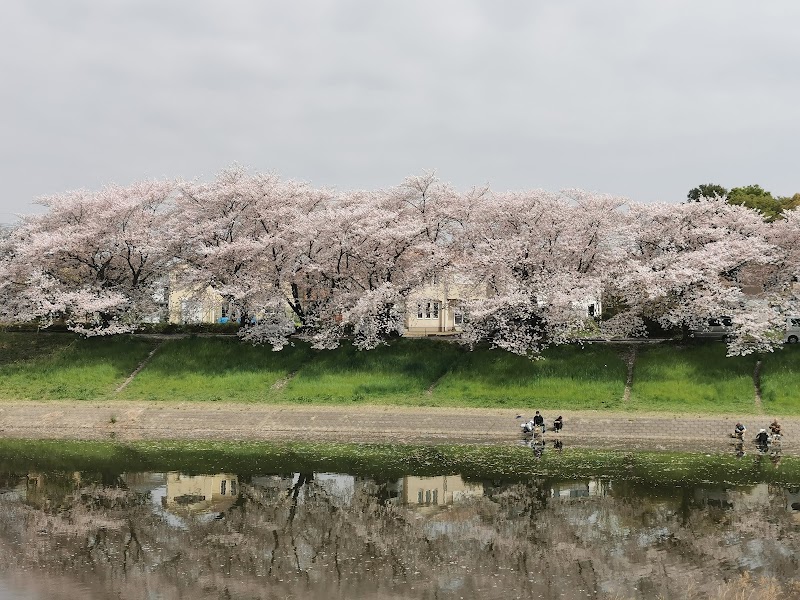 びん沼桜並木