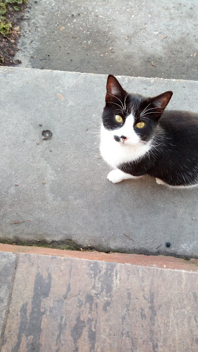 Pet Supply Store «PetSmart», reviews and photos, 1275 N Military Hwy, Norfolk, VA 23502, USA