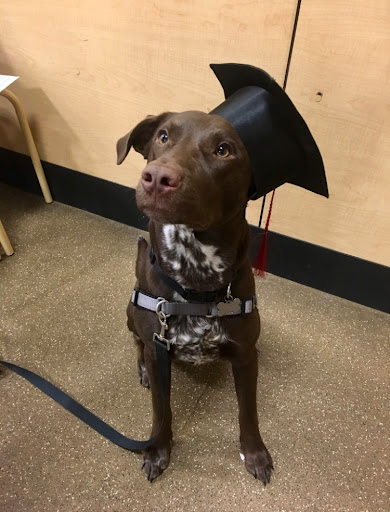 Pet Supply Store «PetSmart», reviews and photos, 3096 N Eastman Rd, Longview, TX 75605, USA