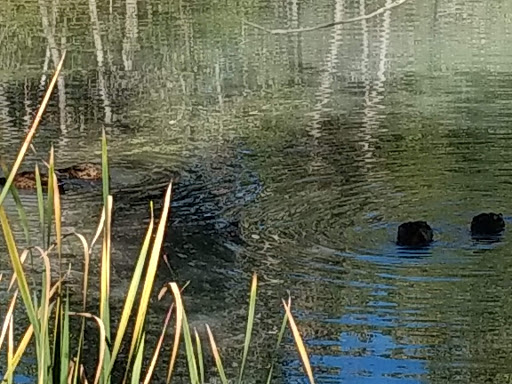 Nature Preserve «Morrison Nature Center», reviews and photos, 16002 E Smith Rd, Aurora, CO 80011, USA