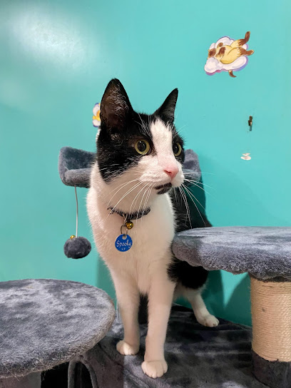 Simply Purrfect - Boarding Cattery Gold Coast