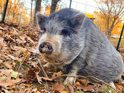 Piggins and Banks: Pig and Animal Sanctuary