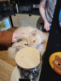 Les plus récentes photos du Le GentleCat bar a chat restaurant salon de thé interdit moins de 12 ans à Lyon - n°2