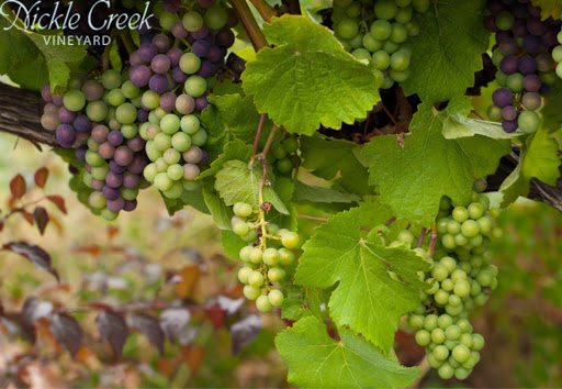 Vineyard «Nickle Creek Vineyard», reviews and photos, 12 King Rd, Foster, RI 02825, USA