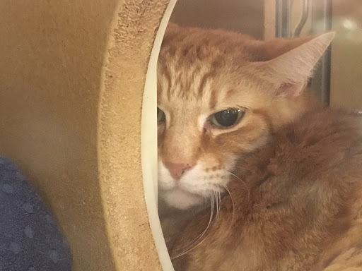 Pet Supply Store «PetSmart», reviews and photos, 3077 Daniels Rd, Winter Garden, FL 34787, USA