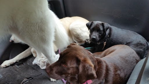 Pet Supply Store «PetSmart», reviews and photos, 9970 Sowder Village Square, Manassas, VA 20109, USA