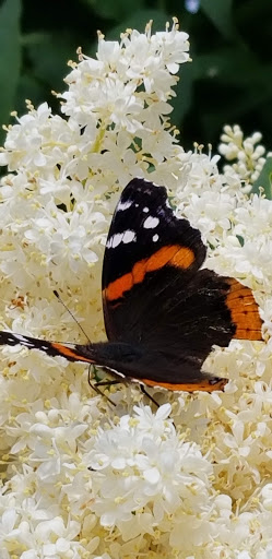 Grocery Store «World Fresh Market», reviews and photos, 2434 W Devon Ave, Chicago, IL 60659, USA