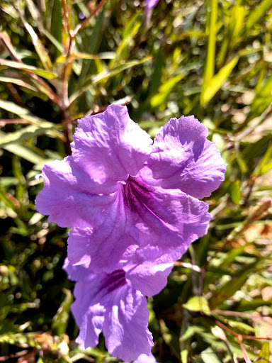 Park «Liberty Tree Park», reviews and photos, 7421 NW 5th St, Plantation, FL 33317, USA