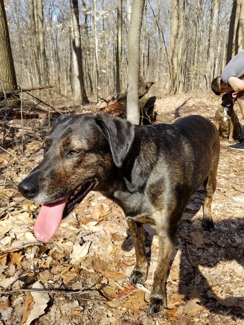 Jogs with Dogs Pet Sitting