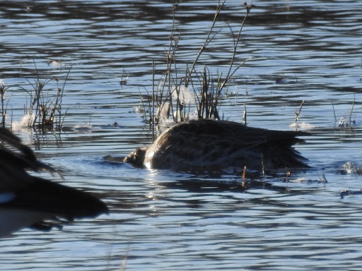 National Reserve «Montezuma National Wildlife Refuge», reviews and photos, 3395 US-20, Seneca Falls, NY 13148, USA