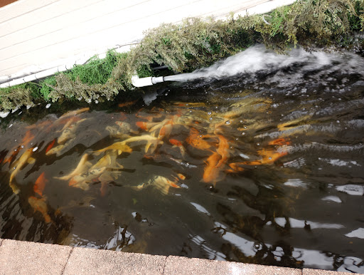 Pet Store «Critter Pet Shop», reviews and photos, 19309 Ecorse Rd, Allen Park, MI 48101, USA