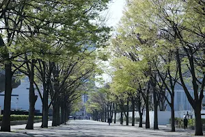 Yoyogi Park Zelkova Trees image