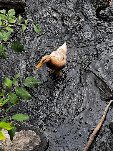 Park «River Park», reviews and photos, Boston Rd, Bronx, NY 10460, USA