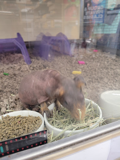 Pet Supply Store «Petco Animal Supplies», reviews and photos, 9111 Metropolitan Ave, Rego Park, NY 11374, USA