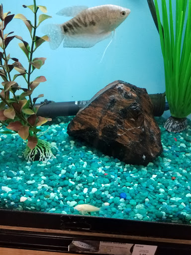 Garden Center «A W Brown Pet & Garden», reviews and photos, 144 Shaker Rd, East Longmeadow, MA 01028, USA