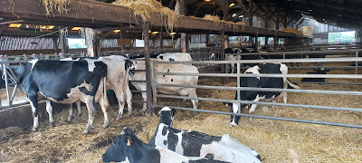 Ferme PIERENS à Arnèke