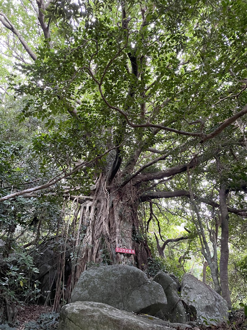 荒倉神社のアコウ