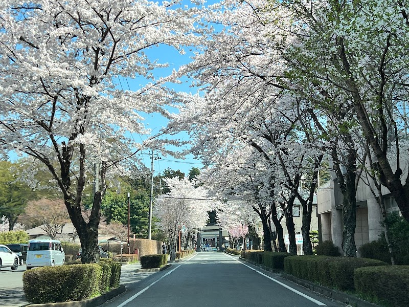 乃木神社参道の桜並木