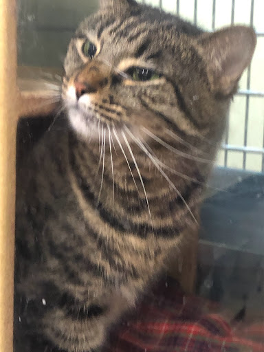 Pet Supply Store «PetSmart», reviews and photos, 8111 Brier Creek Pkwy, Raleigh, NC 27617, USA