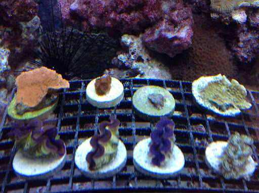 Tropical Fish Store «Marine Oasis», reviews and photos, 5340 W Ridge Rd, Spencerport, NY 14559, USA