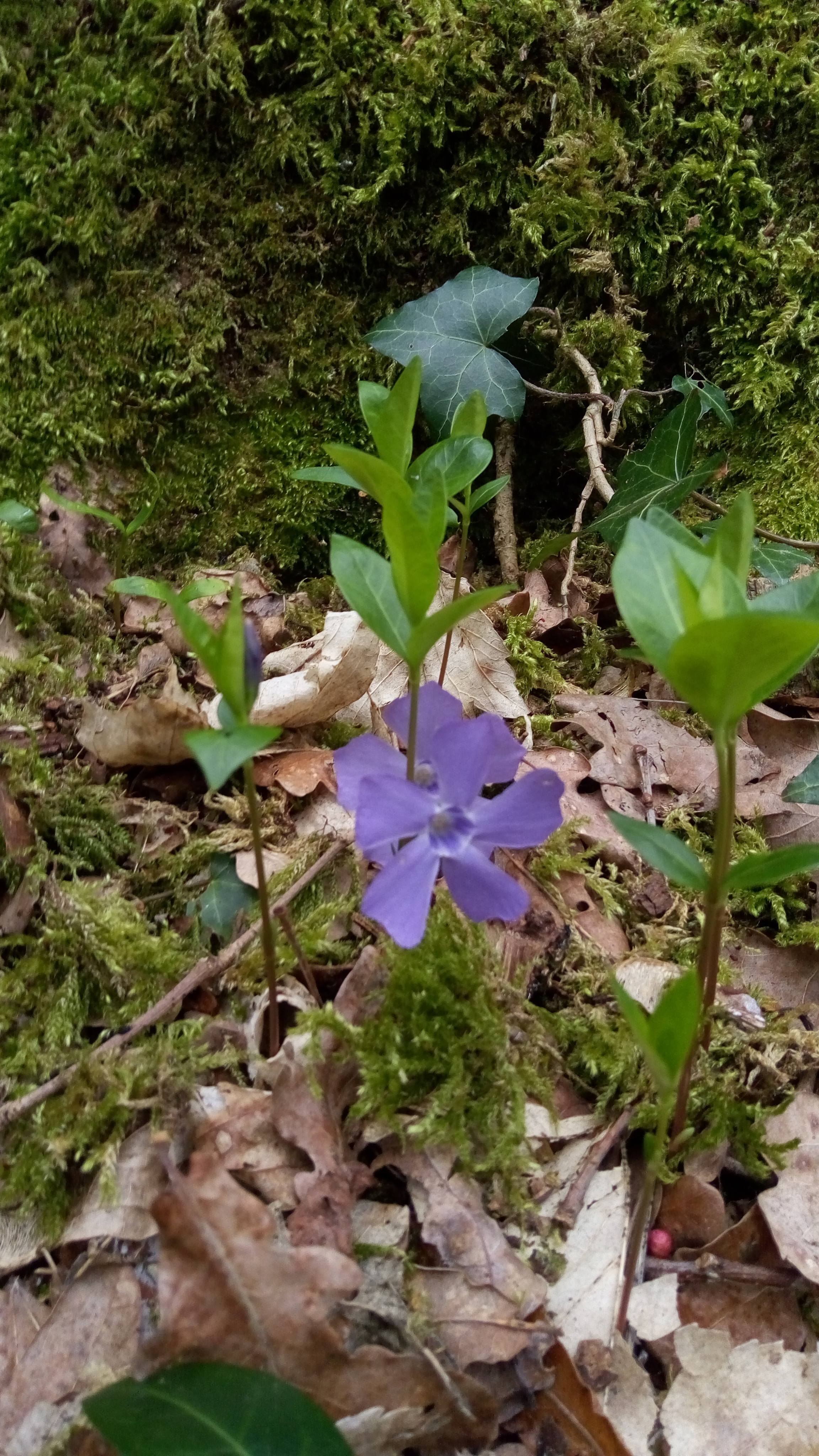 Photo n° 4 de l'avis de Laïla.H fait le 26/03/2019 à 22:01
