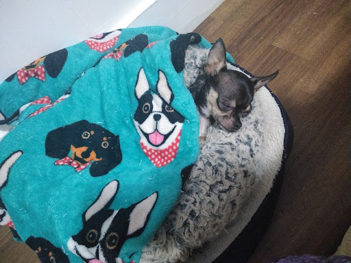 Pet Supply Store «Pet Supplies Plus», reviews and photos, 630 Fellsway, Medford, MA 02155, USA