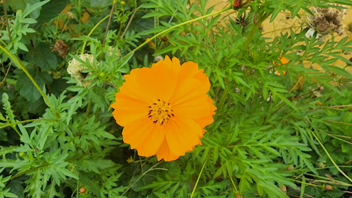 Grocery Store «Sunspot Natural Market», reviews and photos, 3717 S Reed Rd, Kokomo, IN 46902, USA