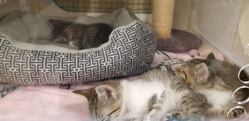 Pet Supply Store «Unleashed by Petco», reviews and photos, 905 W Foothill Blvd, Claremont, CA 91711, USA