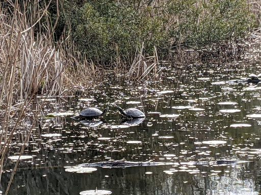 Park «Sheldon Lake State Park and Environmental Learning Center», reviews and photos, 14140 Garrett Rd, Houston, TX 77044, USA