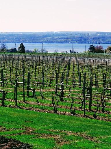 Winery «Three Brothers Wineries and Estates», reviews and photos, 623 Lerch Rd, Geneva, NY 14456, USA
