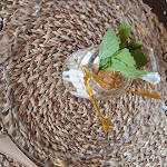 Photo n°17 de l'avis de luigi.e fait le 07/06/2020 à 13:33 sur le  Donatella Bistrot à Oviglio