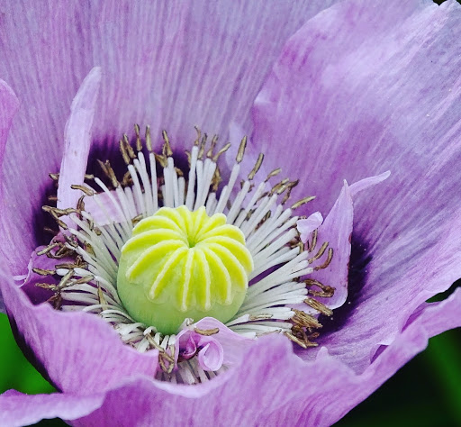 Florist «Heritage Flowers, Inc.», reviews and photos, 522 SE 1st Ave, Ocala, FL 34471, USA