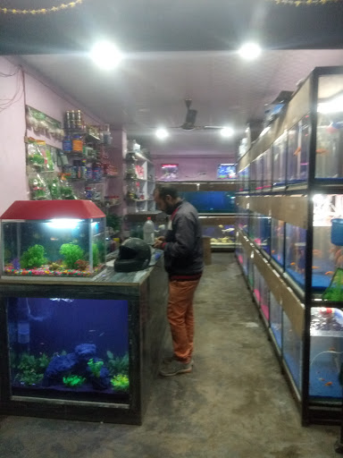 Blue Heavens Fish aquarium