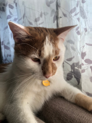 Pet Supply Store «PetSmart», reviews and photos, 213 Daniel Webster Hwy, Nashua, NH 03060, USA