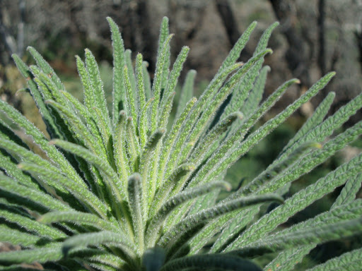 Observation Deck «Inspiration Point», reviews and photos, Echo Mountain (Mount Lowe Railroad Trail), Altadena, CA 91001, USA
