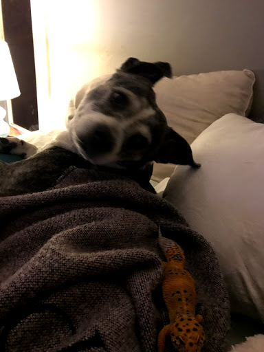 Pet Supply Store «Pet Bazaar», reviews and photos, 490 FL-436, Casselberry, FL 32707, USA