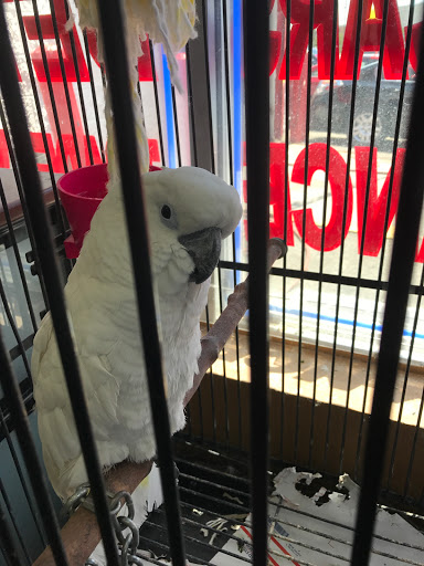 Used Car Dealer «Chase Auto Group», reviews and photos, 1733 E Gun Hill Rd, Bronx, NY 10469, USA