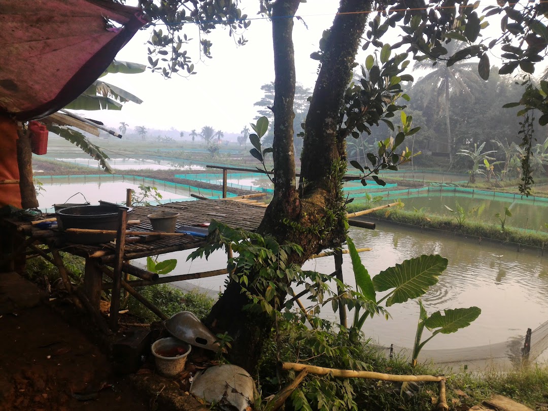 Nusantara Bersatu Gurame Farm