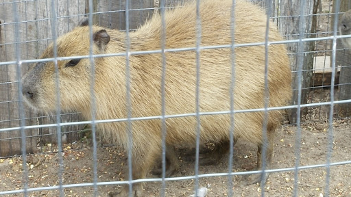 Zoo «Florida International Teaching Zoo», reviews and photos, 7725 FL-48, Bushnell, FL 33513, USA