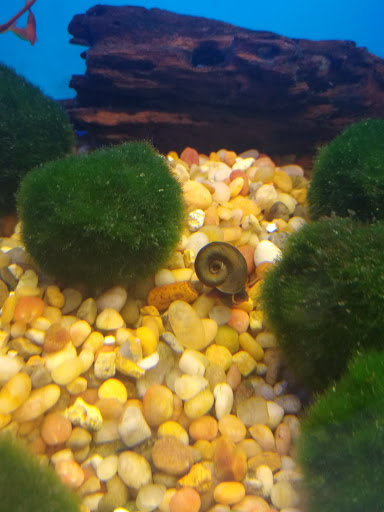 Pet Supply Store «Pet Supplies Plus», reviews and photos, 1235 Shaw Ave, Clovis, CA 93612, USA