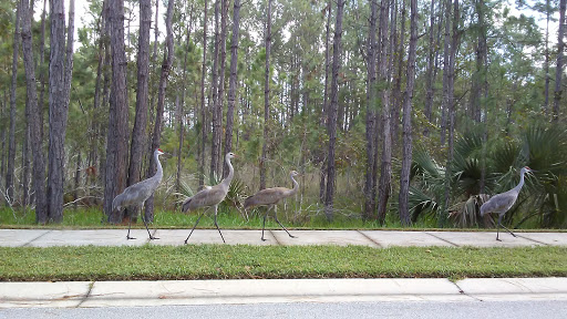 Golf Club «Cypress Head Golf Club», reviews and photos, 6231 Palm Vista St, Port Orange, FL 32128, USA