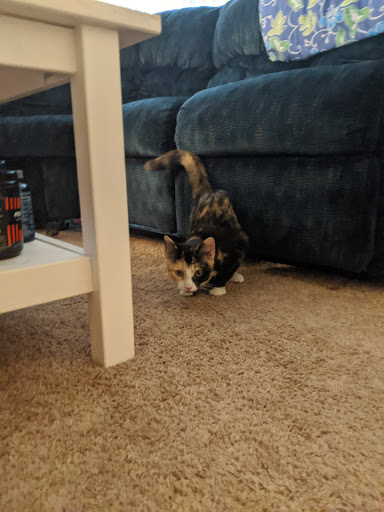 Animal Shelter «Humane Society of Ocean City», reviews and photos, 1 Shelter Rd, Ocean City, NJ 08226, USA