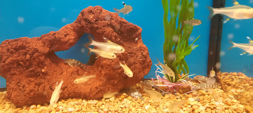 Pet Supply Store «Petco Animal Supplies», reviews and photos, 6181 Old Dobbin Ln #800, Columbia, MD 21045, USA