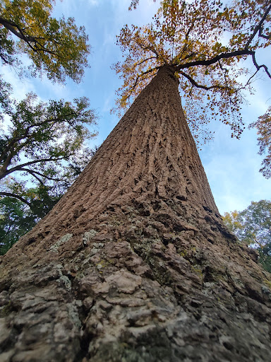 Park «Landis Park», reviews and photos, 600 E Park Ave, Vineland, NJ 08360, USA