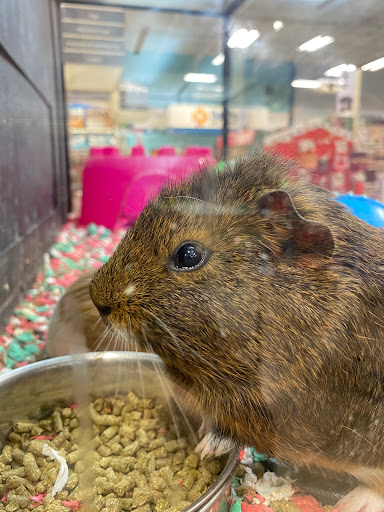 Pet Supply Store «PetSmart», reviews and photos, 4120 E 4th St, Ontario, CA 91764, USA