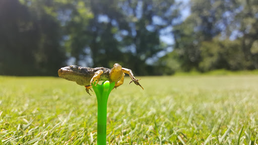 Golf Course «Stonehedge Golf Club», reviews and photos, 15530 M-89, Augusta, MI 49012, USA