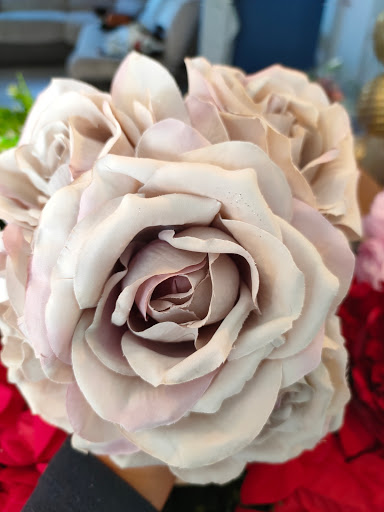 Blushing Bloom